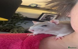 Rat rodents for sale: Two male Fancy Rats in need of rehoming - Image 5