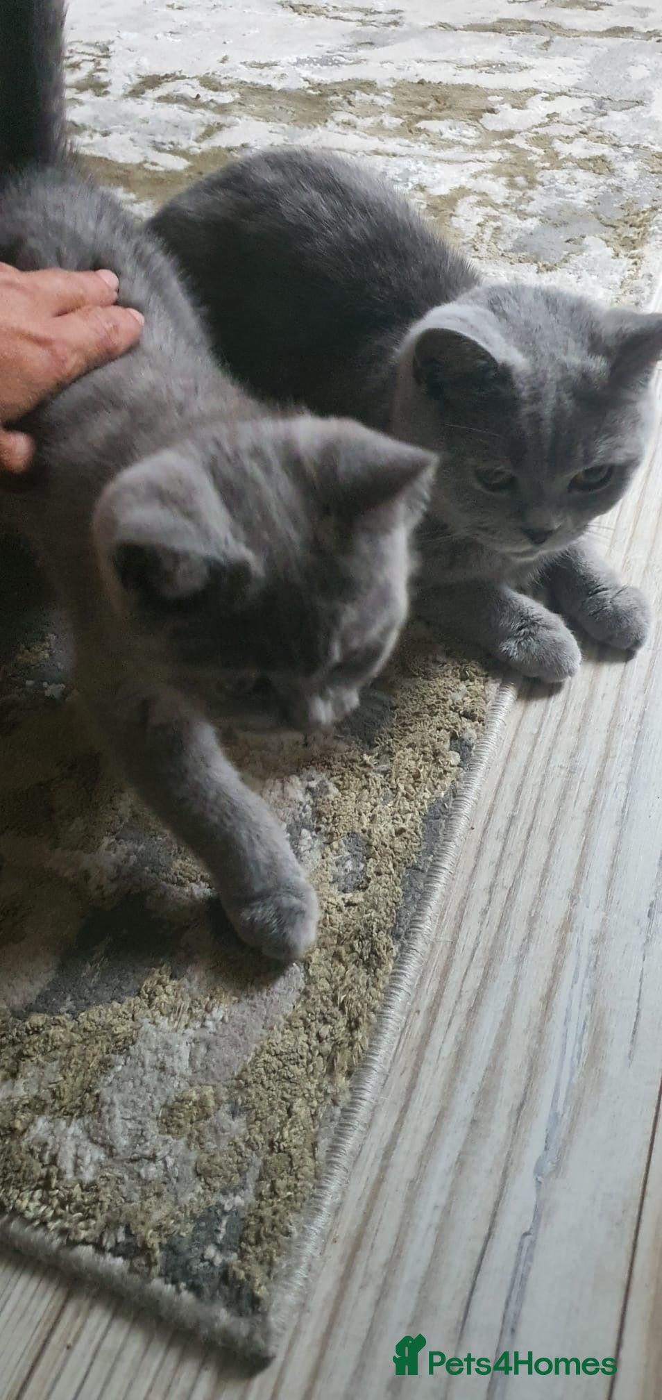 British Shorthair cats Beautiful 13-week boy looking  for family  - Advert 2
