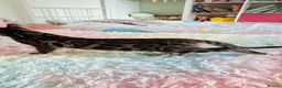 Bengal cats for sale: luxurious bengals - Advert 9