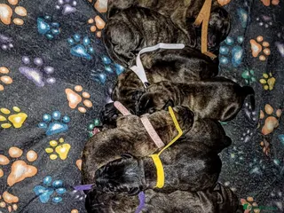 Mixed Breed dogs PUPS READY TO LEAVE NOW! 3 LEFT - Advert 1