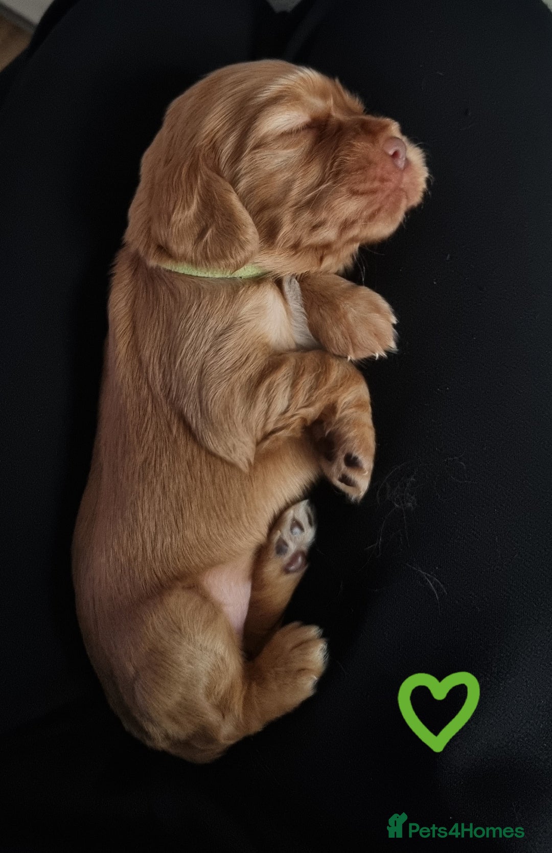 Cocker Spaniel dogs for sale: Charming English Show Cocker Spaniel Puppies  - Advert 25