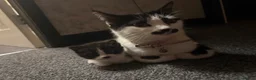 Mixed Breed cats for sale: 3 beautiful kittens - Advert 7