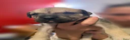 Mixed Breed dogs for sale: Rottweiler Cross Puppies.  - Advert 5
