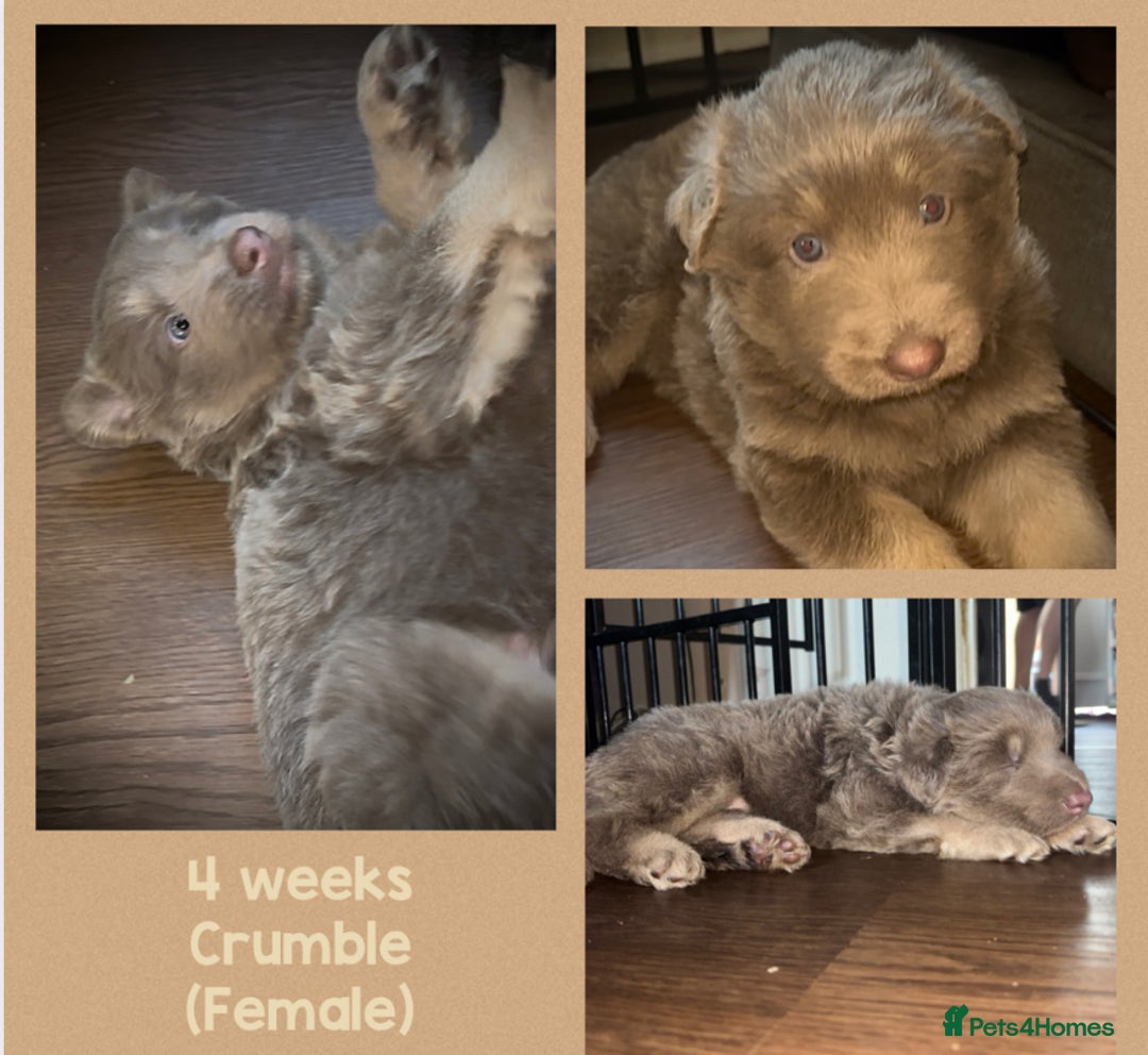 German Shepherd dogs for sale: Blue & Isabella German Shepherd Puppies For Sale  - Image 23