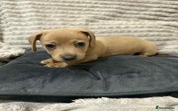 Mixed Breed dogs for sale: Dauchaund x jackrussle puppies  - Image 5