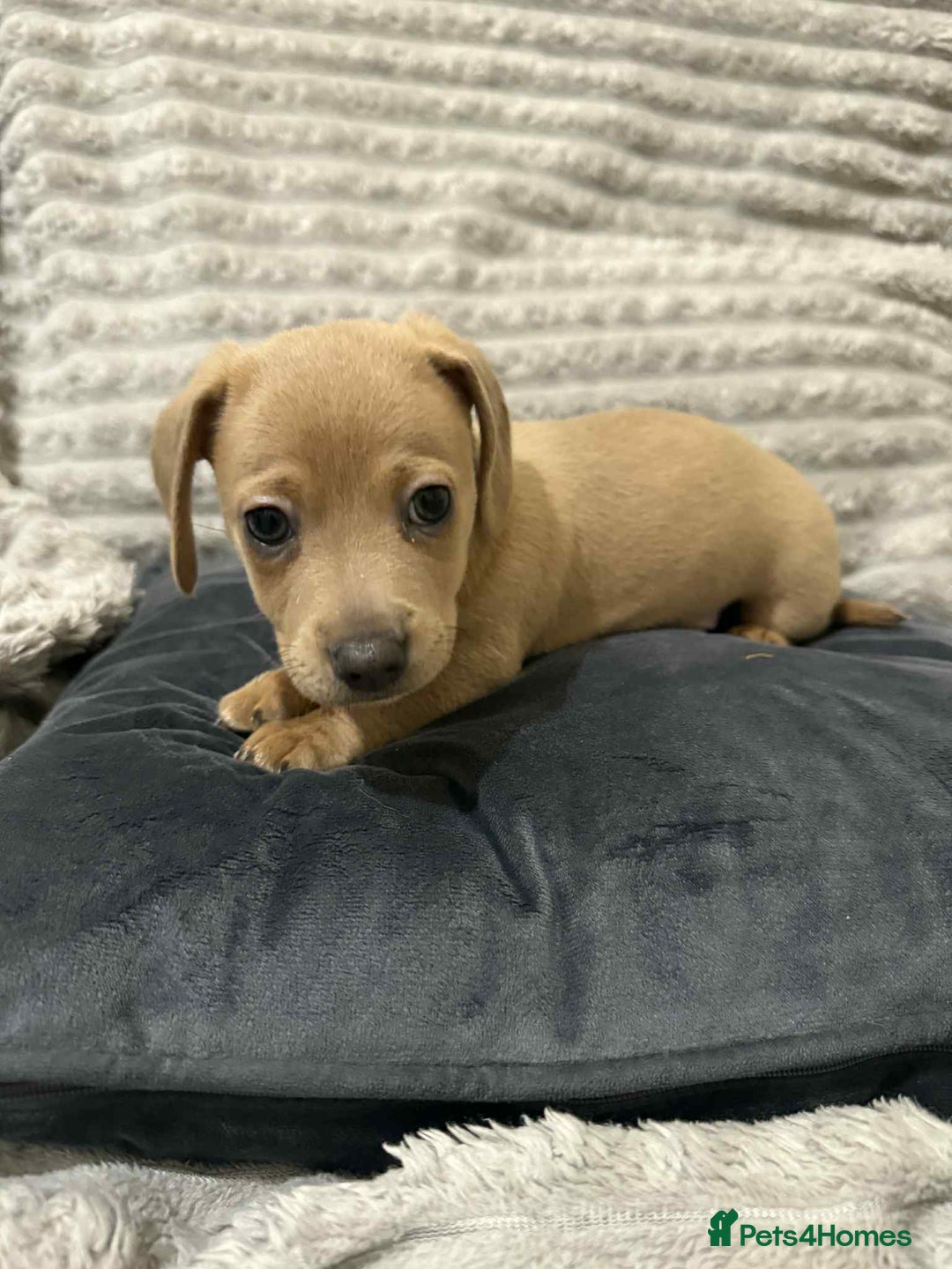 Mixed Breed dogs for sale: Dauchaund x jackrussle puppies  - Image 5