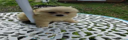 Pomeranian dogs for sale: Stunning palmeranian puppies for sale 8 weeks old. - Advert 7