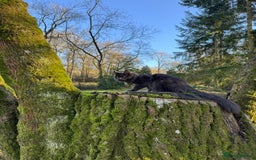 Maine Coon cats for stud: Mr Jasper - Image 9