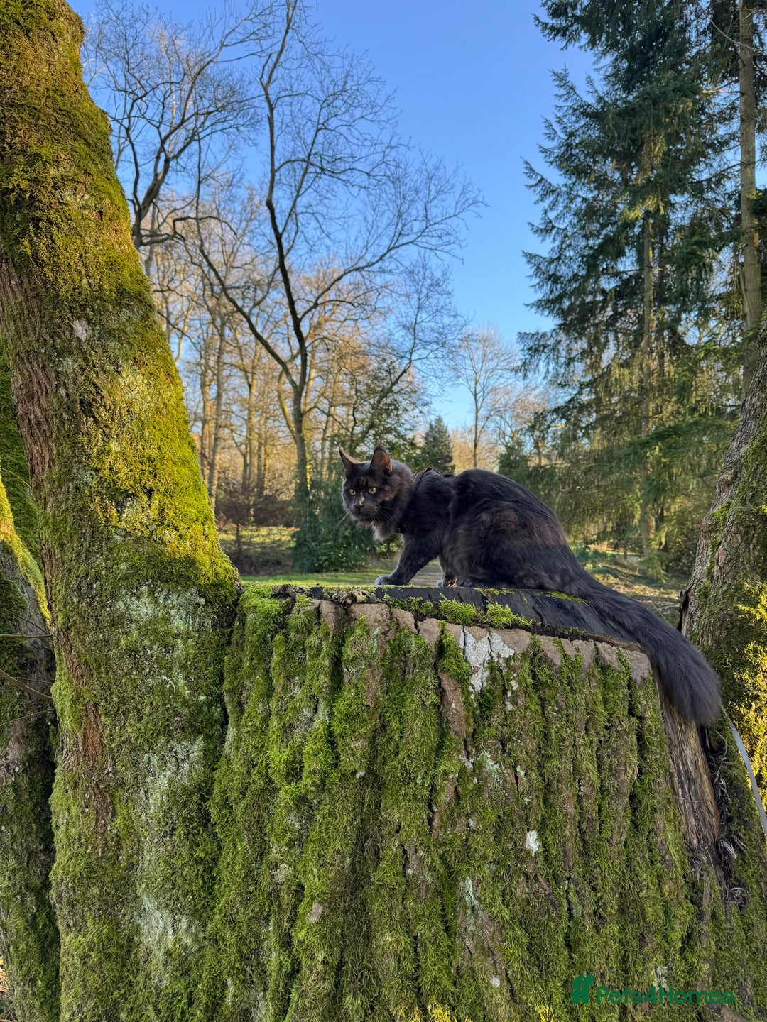 Maine Coon cats for stud: Mr Jasper - Image 9