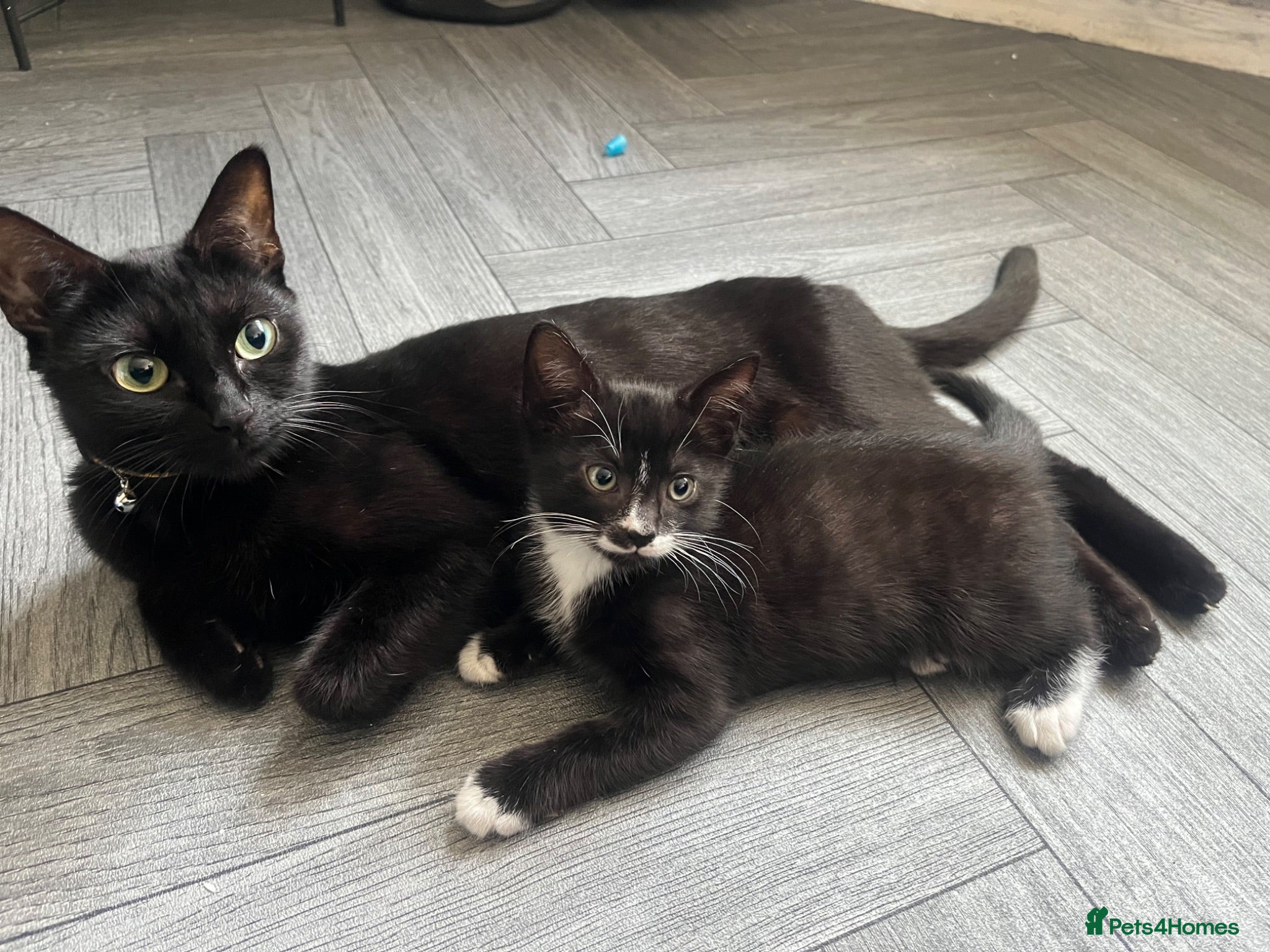 Mixed Breed cats Tuxedo and tabby kittens for new homes - Advert 2