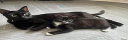 Mixed Breed cats for sale: Tuxedo and tabby kittens for new homes - Advert 1
