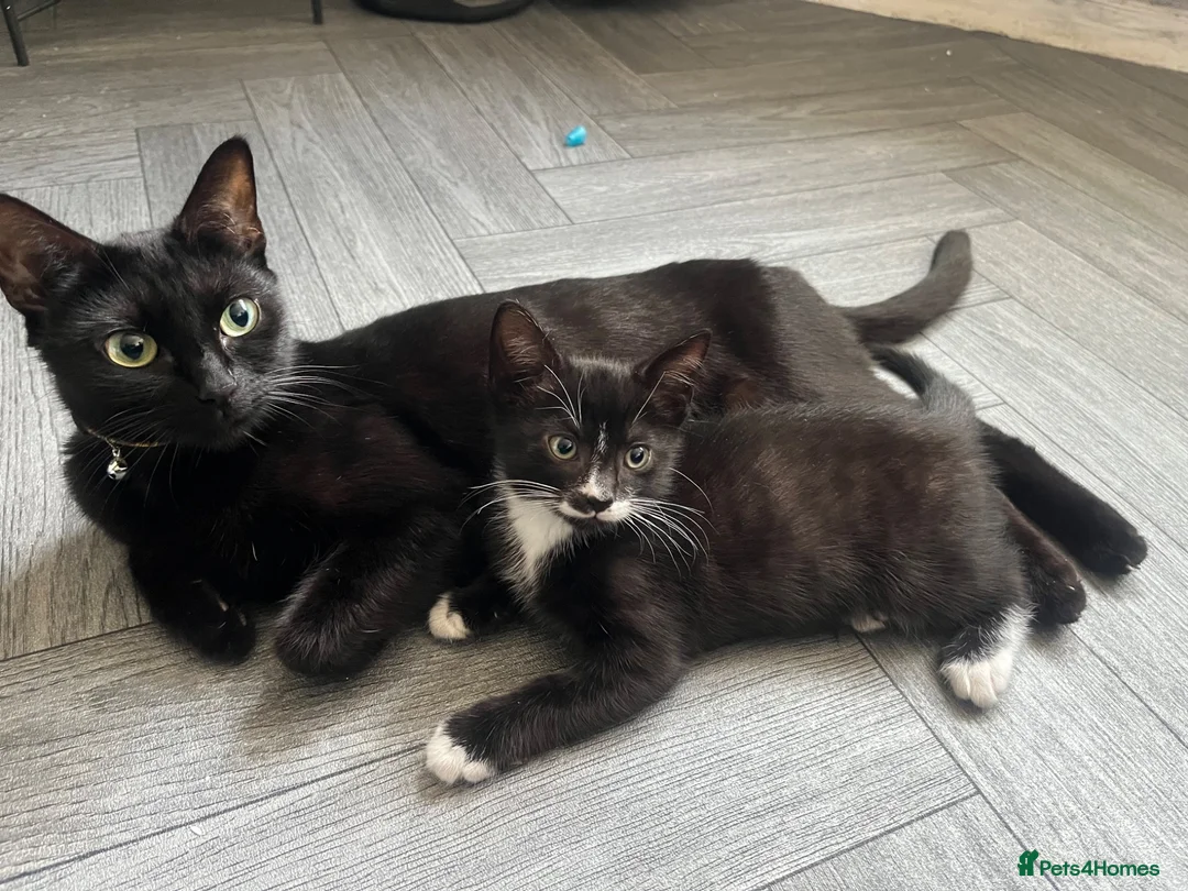 Mixed Breed cats for sale: Tuxedo and tabby kittens for new homes - Advert 1