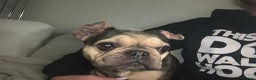 French Bulldog dogs for adoption: French bulldog female  - Advert 1