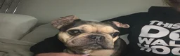 French Bulldog dogs for adoption: French bulldog female  - Advert 1