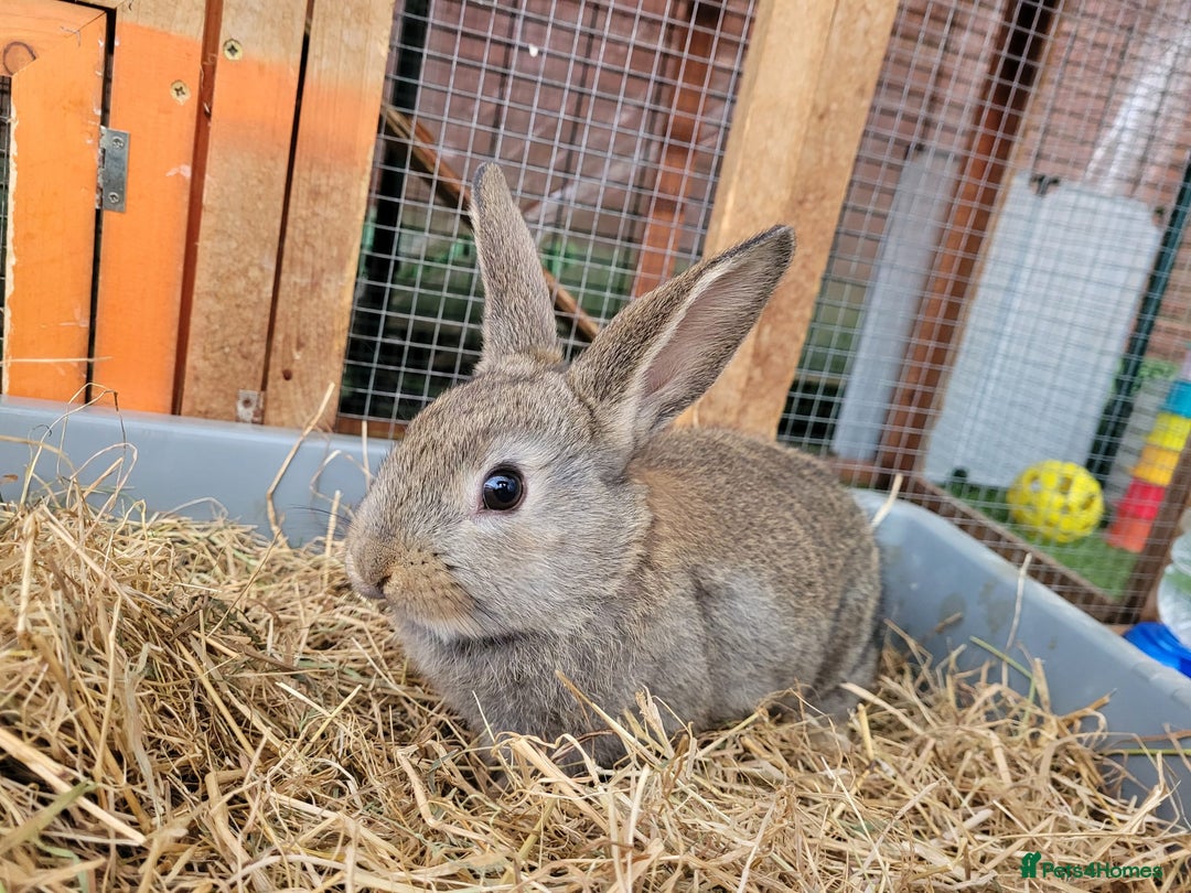 Mixed Breed rabbits for sale: Beautiful Rabbits - READY TO RESERVE - Advert 3