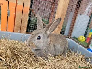 Mixed Breed rabbits Beautiful Rabbits - READY TO LEAVE - Advert 9