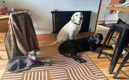 Whippet dogs for sale: Beautiful Male Whippet Puppy - Image 11
