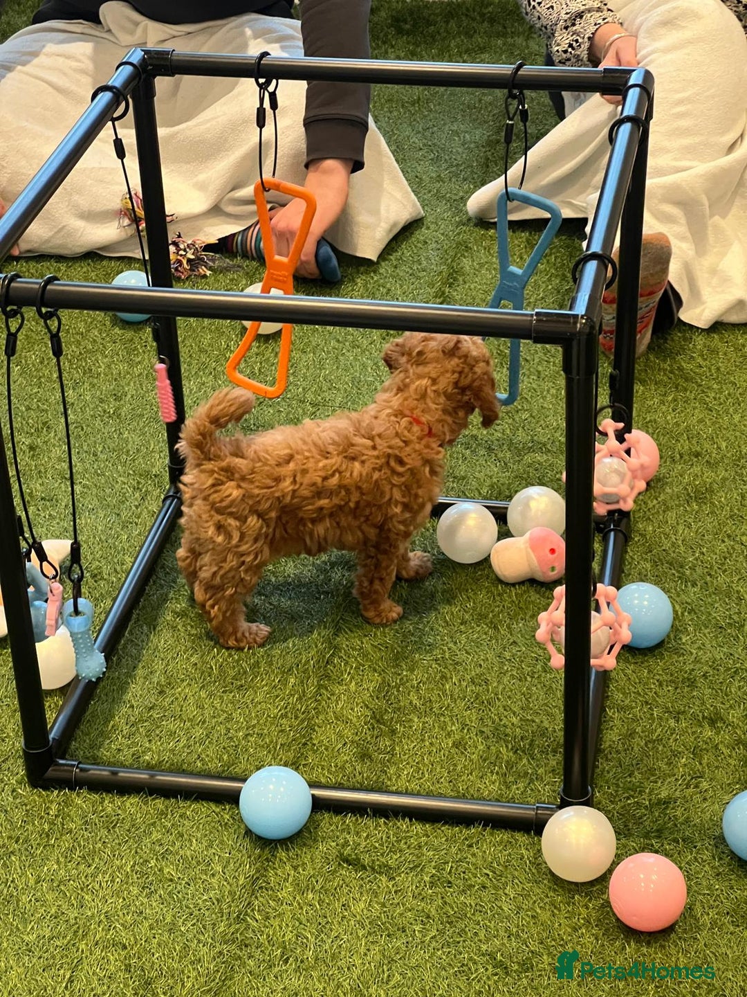 Cockapoo dogs for sale: F2 Cockerpoos Ready for their new homes. - Advert 6