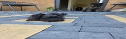 Miniature Schnauzer dogs for sale: All black miniature Schnauzers in Bridgwater - Advert 1