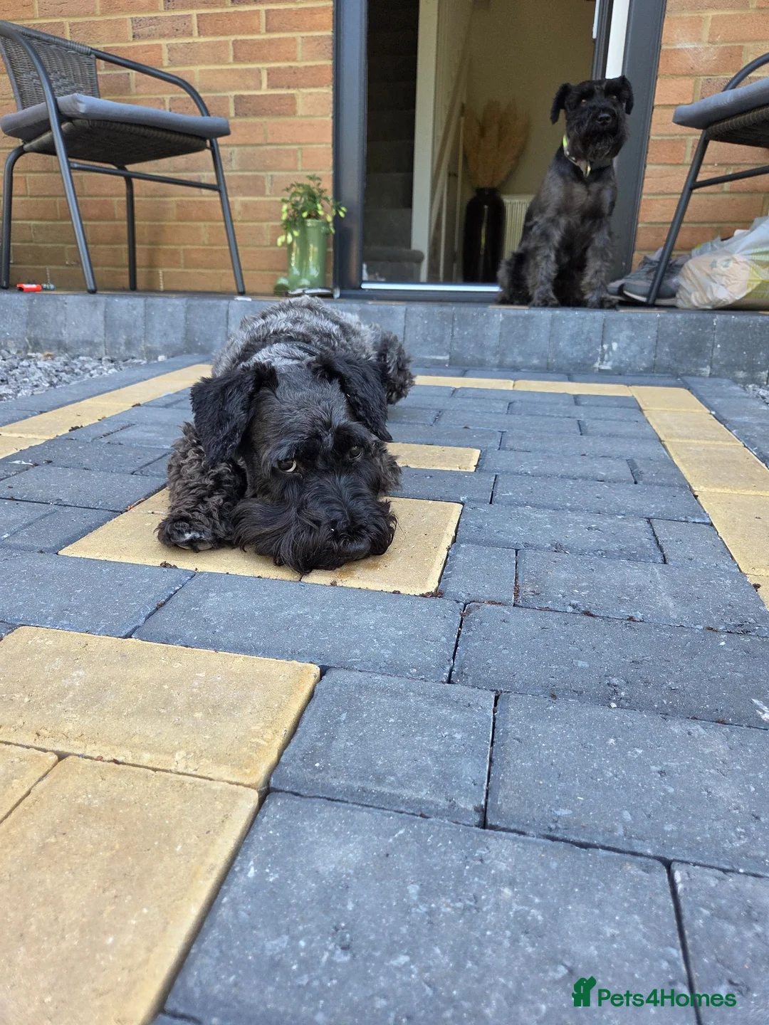 Miniature Schnauzer dogs for sale: All black miniature Schnauzers in Bridgwater - Advert 1