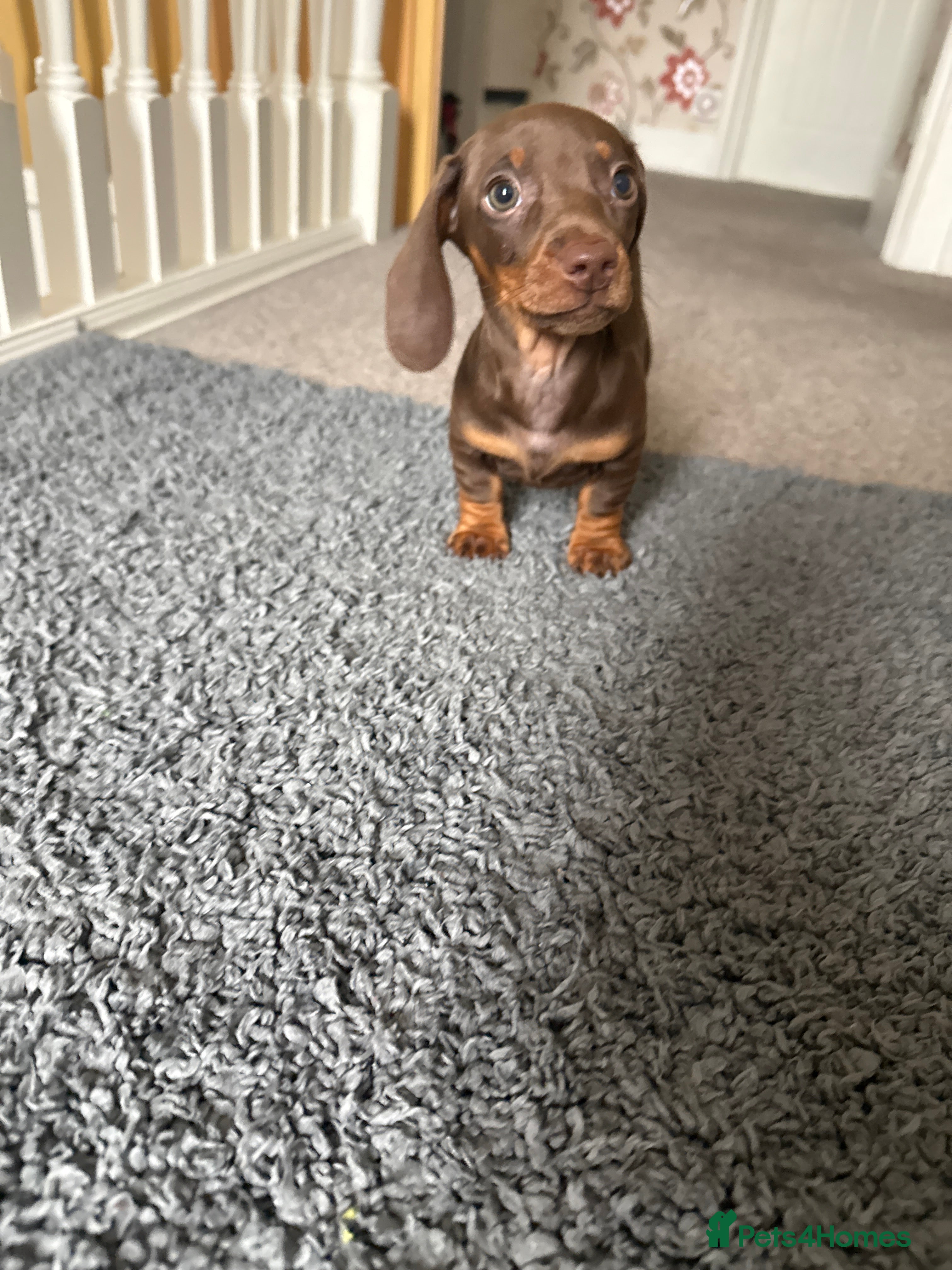 Miniature Dachshund dogs Mini dachshund puppies  - Advert 5