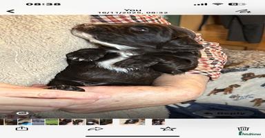 Cocker Spaniel dogs English Working Cocker Spaniel - Advert 12