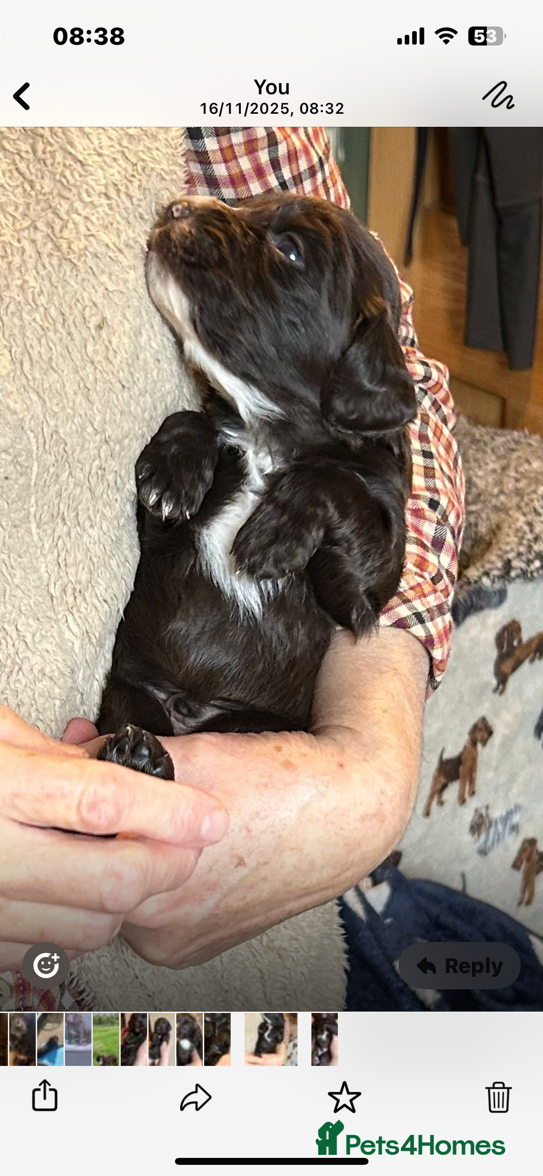 Cocker Spaniel dogs for sale: English Working Cocker Spaniel - Advert 11