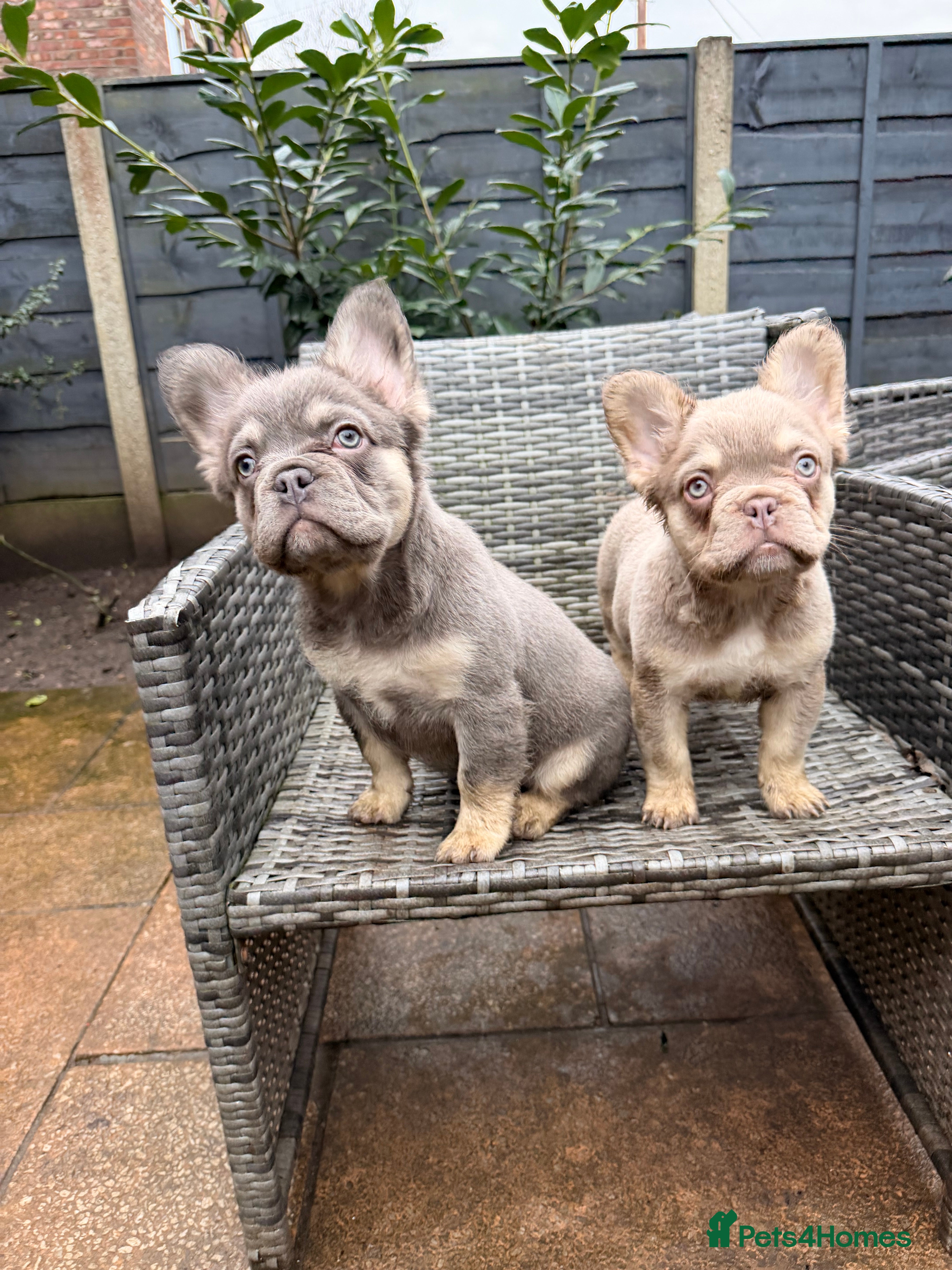 French Bulldog dogs New shade / pink fluffy frenchies   - Advert 3