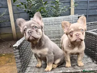 French Bulldog dogs New shade / pink fluffy frenchies - Advert 10