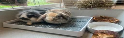 Lionhead rabbits for sale: Two Girl Bunnies Holland Lop & Lion Head  in Tranent - Advert 8