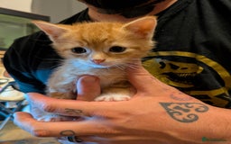 Mixed Breed cats for sale: Mixed breed maine coon  - Image 5