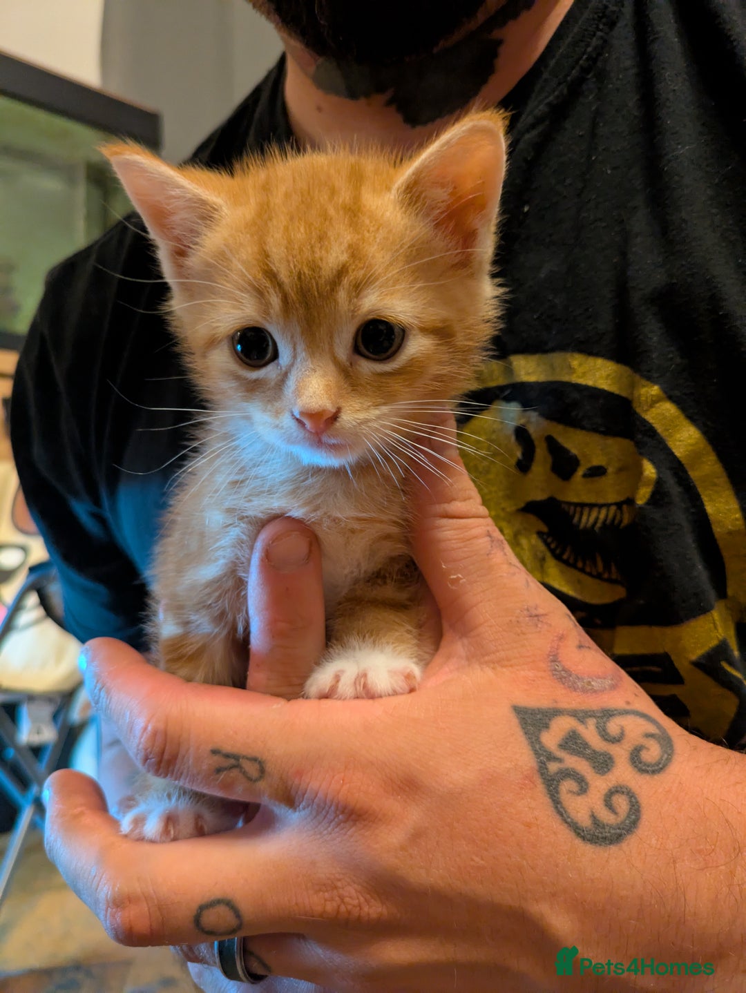 Mixed Breed cats for sale: Mixed breed maine coon  - Image 5