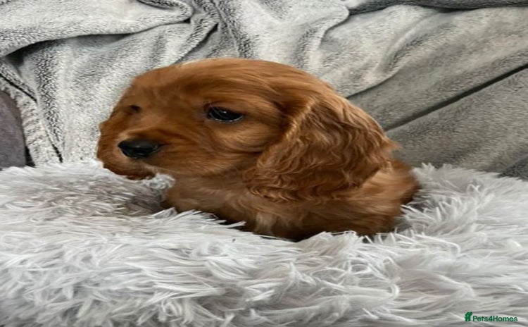 Mixed Breed dogs - Advert 2
