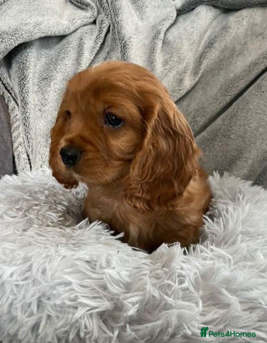 Spaniel Club Cavalier Spaniel For Sale Prince Charles Dog Buy