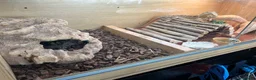 Bearded Dragon reptiles for sale: Orange and blue bearded dragon - Advert 3