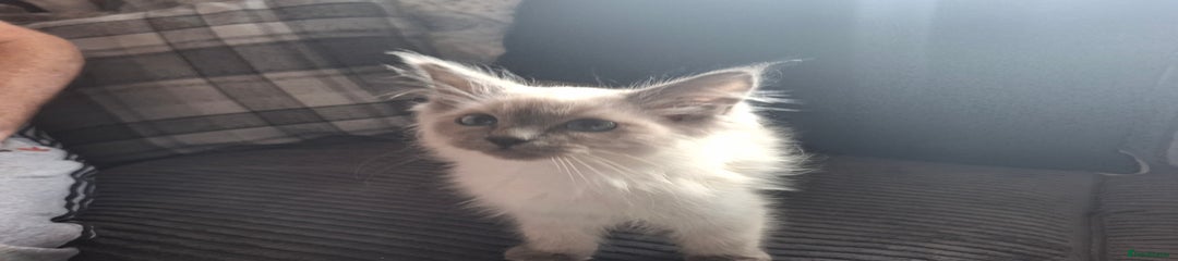 Ragdoll Kitten 1