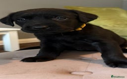 Labrador Retriever dogs for sale: LABRADOR PUPPYS 5WEEKS READY TO VIEW - Image 9