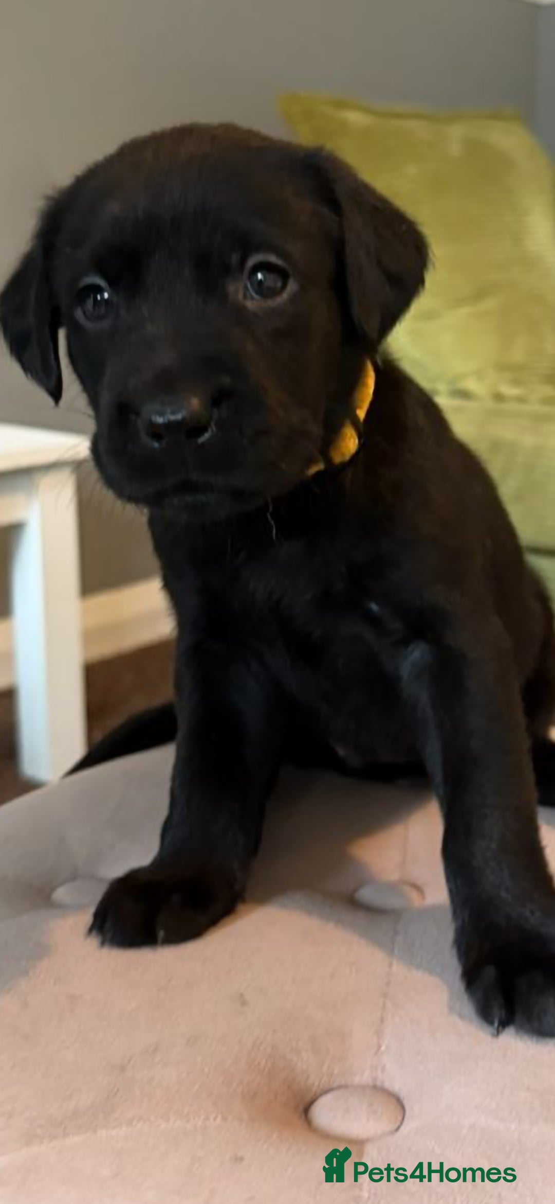 Labrador Retriever dogs for sale: LABRADOR PUPPYS 5WEEKS READY TO VIEW - Image 9