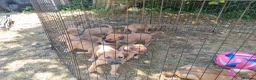 Lurcher dogs for sale: Lurcher pups  in Sturminster Newton - Advert 10