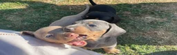 Dachshund dogs for sale: Miniature Dachshund Puppies - Stunning Litter - Advert 16