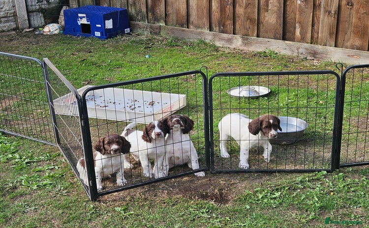 English Springer Spaniel dogs - Advert 7
