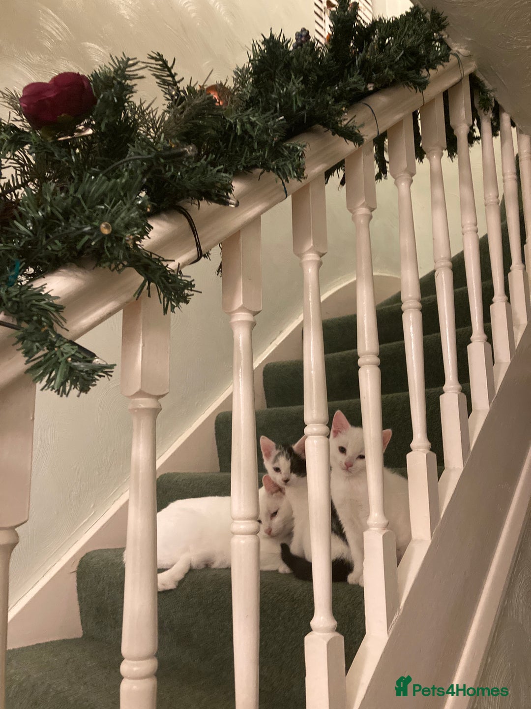 Turkish Van cats for sale: Gorgeous Turkish Van kitten - Advert 4