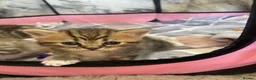 Mixed Breed cats for sale: Beautiful British shorthair mixed tabby kittens  - Advert 8