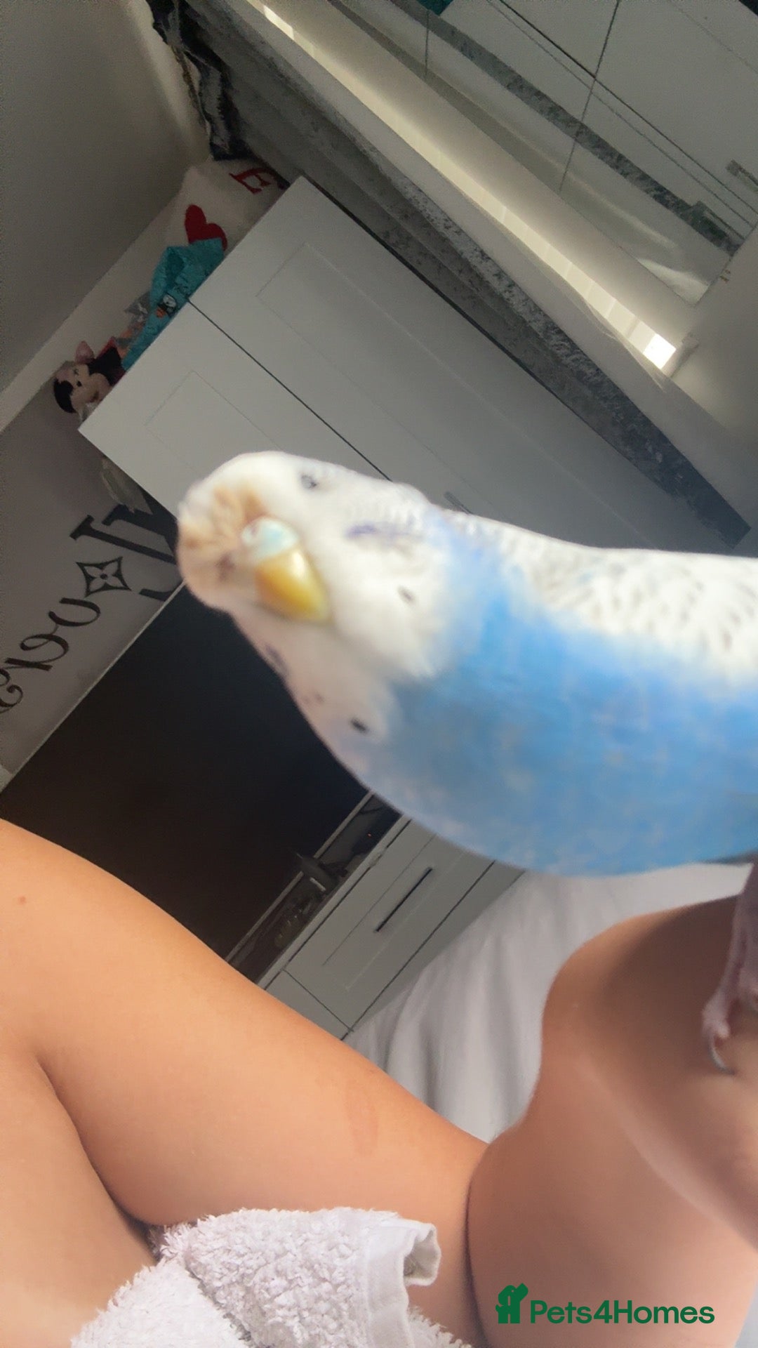 Budgerigars birds Budgie for sale called blue  - Advert 2