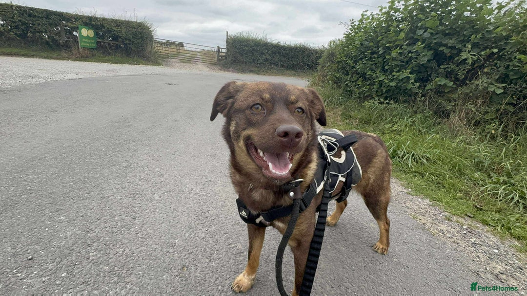 Mixed Breed dogs for adoption: Meet Heather, currently residing in Cheshire  - Image 18