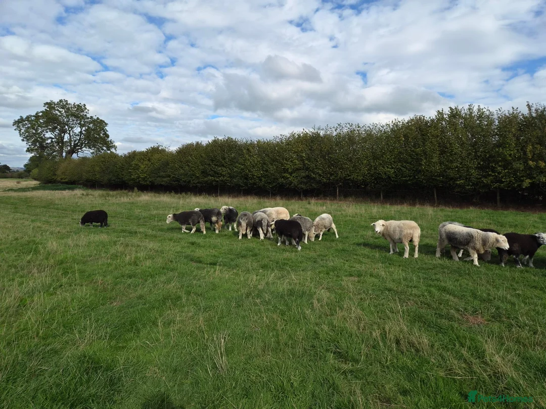 Sheep livestock for sale: Herdwick ewes and lambs for sale - Advert 2