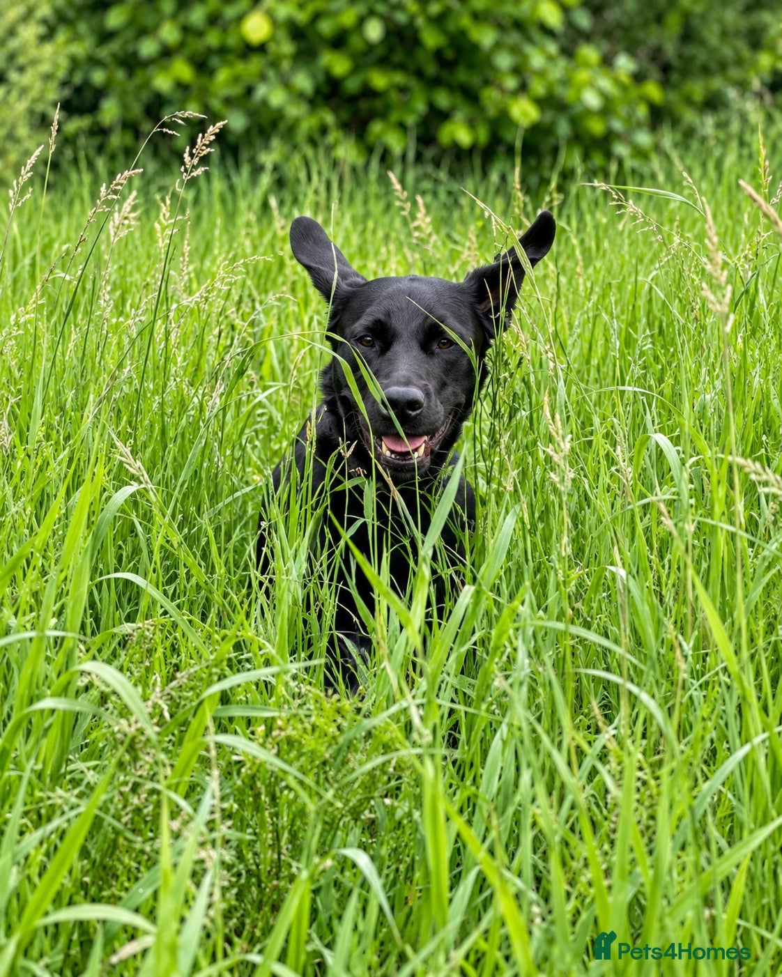 Labrador Retriever dogs Marley – Fully Health Tested Labrador at Stud - Advert 2