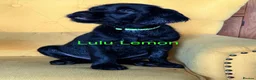 Labradoodle dogs for sale: Labradoodle Puppies - Advert 16