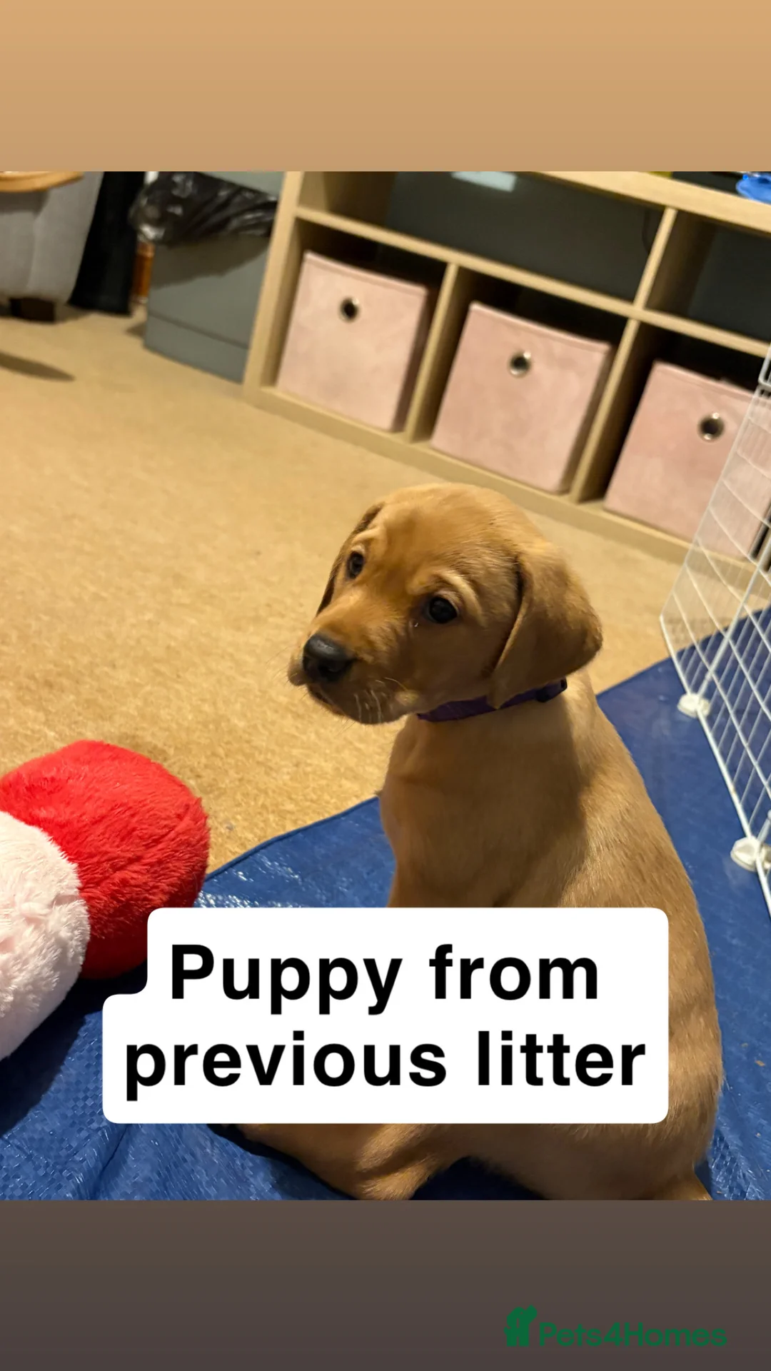 Labrador Retriever dogs for stud: 🌟 Kennel Club Registered Proven Labrador Stud 🌟 in Dundee - Advert 31