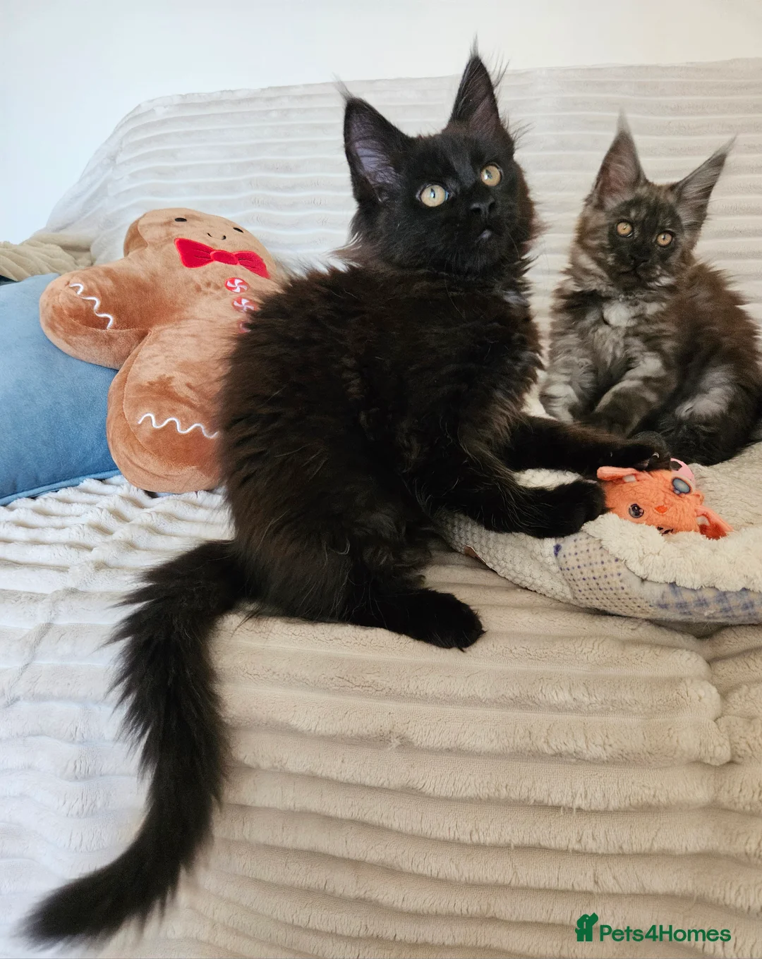 Maine Coon cats for sale: Maine coon kittens  - Advert 15